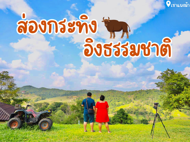 ส่องกระทิง…อิงธรรมชาติ @เขาแผงม้า 🐃