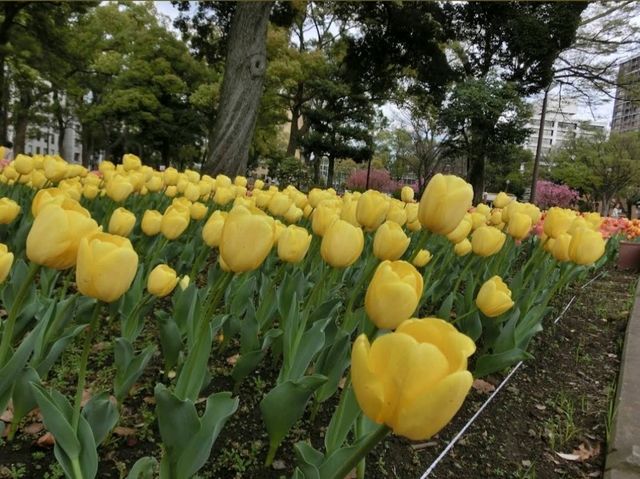 Yokohama Park