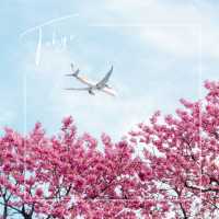 【東京】飛行機✈️×桜🌸を楽しめる「荏原神社」が見ごろになりました！