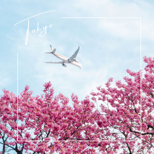 【東京】飛行機✈️×桜🌸を楽しめる「荏原神社」が見ごろになりました！