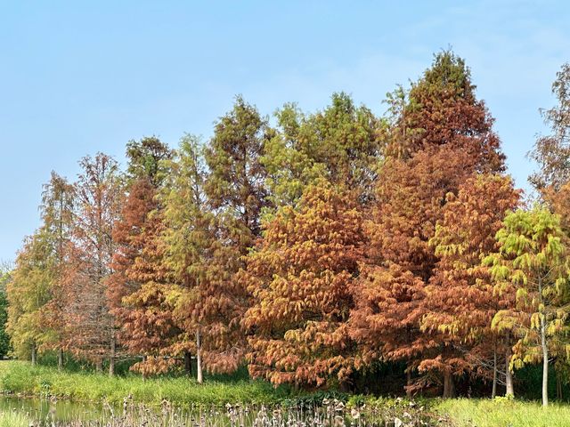 香港好去處 | 香港濕地公園 | 一月賞紅葉 | 二月賞李花