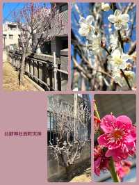 【北野神社西町天神/東京都】梅とカヤと銀杏に囲まれた神社