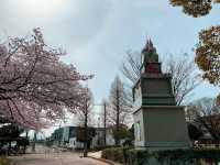 ชมดอกซากุระ ที่สวนสาธารณะเมืองชิริว ไอจิ🌸