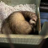 【デートにもオススメ】静岡 伊豆 伊豆シャボテン動物公園 ゼロ距離で触れ合える可愛い動物たちと多肉植物