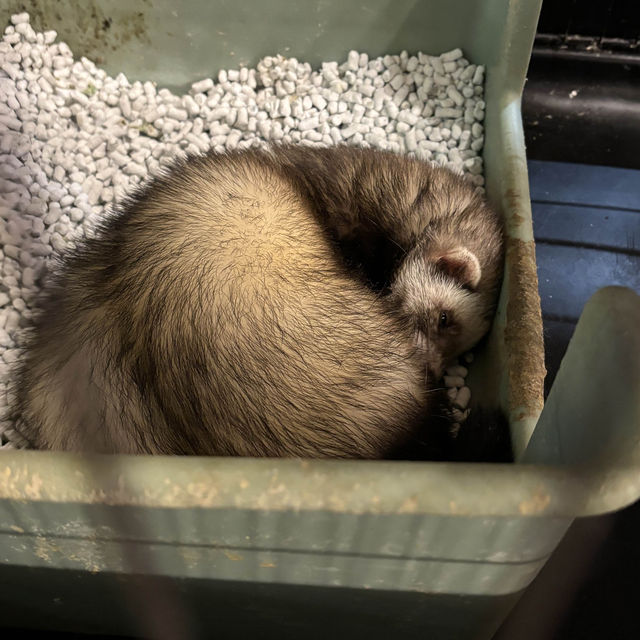 【デートにもオススメ】静岡 伊豆 伊豆シャボテン動物公園 ゼロ距離で触れ合える可愛い動物たちと多肉植物