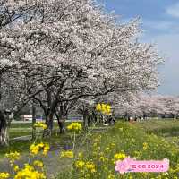 延々と続く桜並木は圧巻
