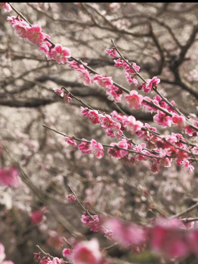 梅の花が魅力　熱海梅園まつり🌸　