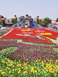 Taean Tulip Festival 