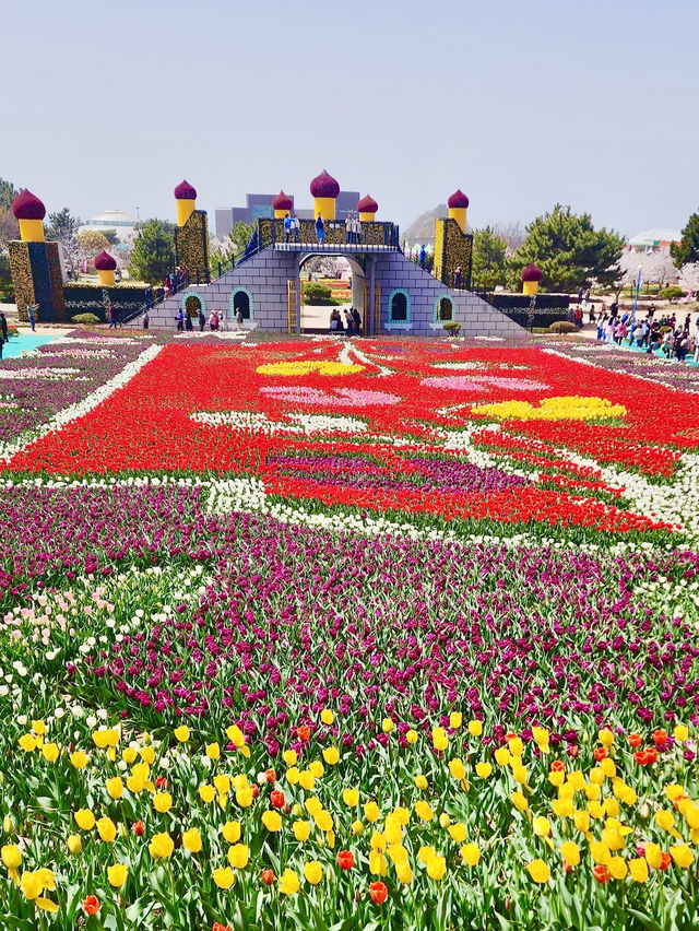 Taean Tulip Festival 