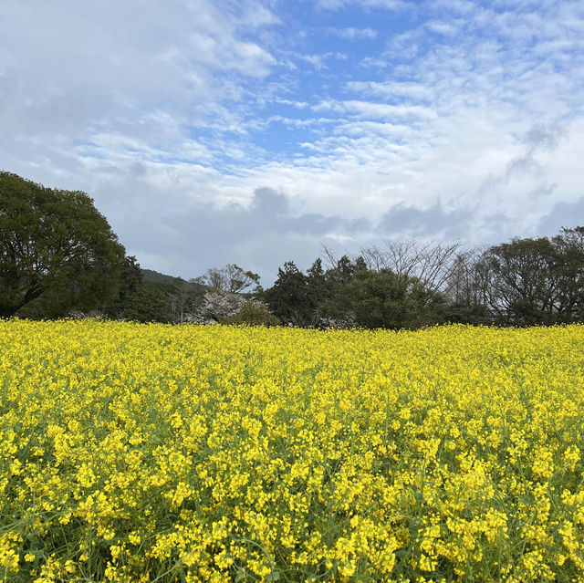 長崎県桜と菜の花の美しいスポット