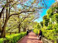 Meguro River Cherry Blossoms Promenade