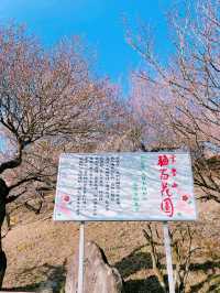 【秩父】宝登山でロウバイと梅の花を楽しむ🌸