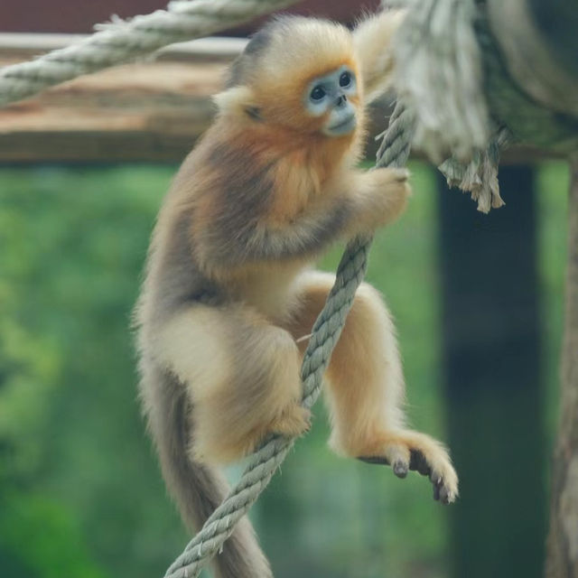 【曼谷野生動物世界：獨一無二的自然樂園！動物園推介】