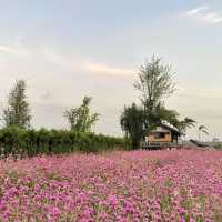 สวนลุงเวศน์ นาหมื่นศรี 2024🌻💐