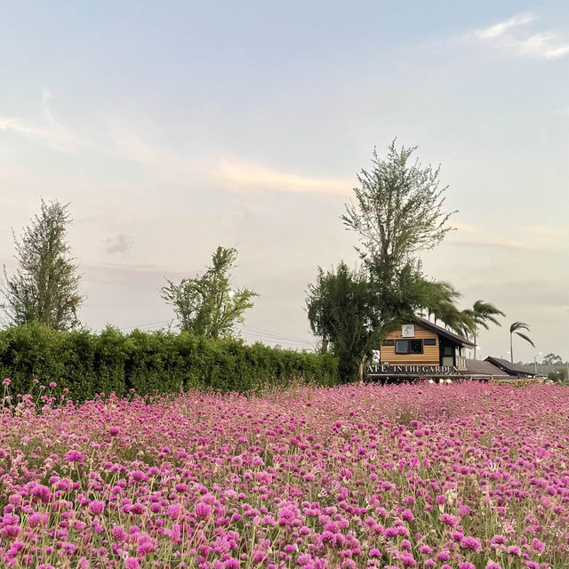 สวนลุงเวศน์ นาหมื่นศรี 2024🌻💐