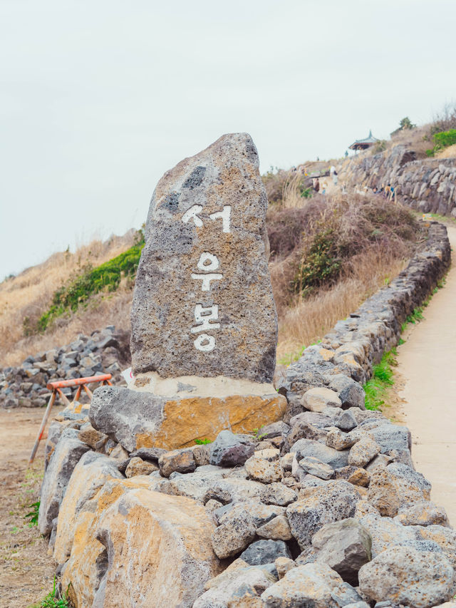 🌼제주 동쪽 유채+바다+노을 명소 [서우봉]☀️