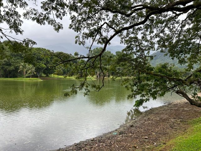 Serene Picturesque Taiping Lake Gardens 🇲🇾