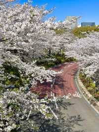 【東京ミッドタウン/東京都】200mの桜並木を昼も夜も堪能