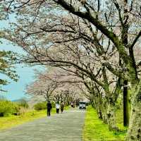 北神山の桜並木