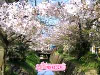 🌸「京都哲學之道，春天賞花好去處」🌸