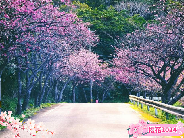 🌸【沖繩】八重岳櫻之森公園：櫻花盛開，春天必去景點