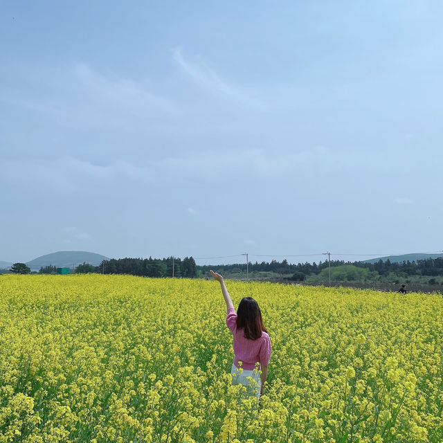제주도 유채꽃 명소 보롬왓