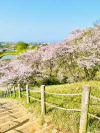 【丸墓山古墳/埼玉県】桜の名所・さきたま古墳公園
