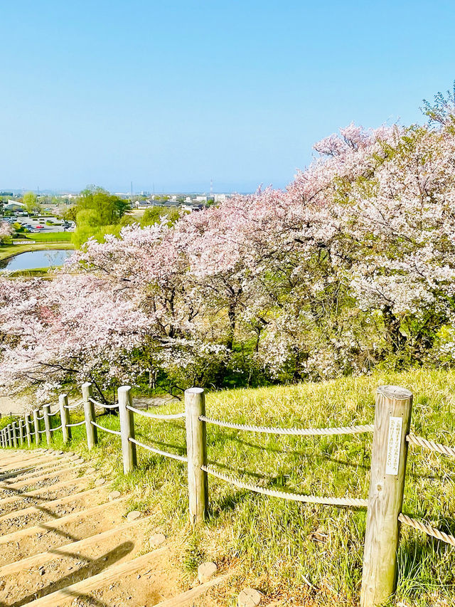 【丸墓山古墳/埼玉県】桜の名所・さきたま古墳公園