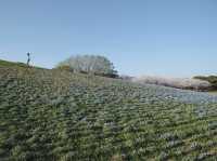 Uminonakamichi Seaside Park สวนสวยในฟุกุโอกะ