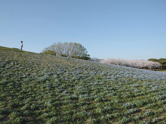 Uminonakamichi Seaside Park สวนสวยในฟุกุโอกะ