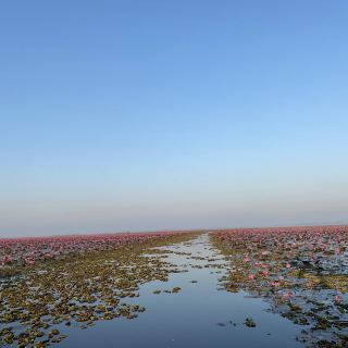 【Udon Thani, Thailand】 A Breathtaking View of Red Lotuses.