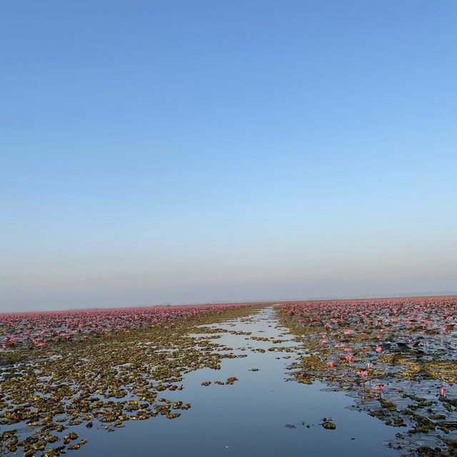 【タイ ウドンタニ】 赤い蓮の絶景