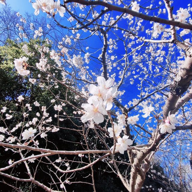 ซากุระพันธุ์บานเร็วแห่งเมืองชิสึโอกะ/早咲桜