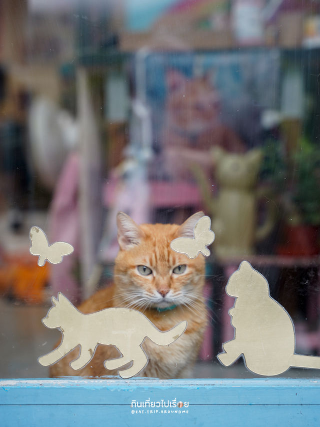 🐱🐱เที่ยวหมู่บ้านแมวที่ไต้หวัน