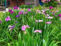 เทศกาลชมดอกไม้เมืองชิริว(花じょうぶまつり)💐🪻