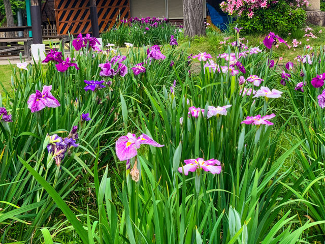 เทศกาลชมดอกไม้เมืองชิริว(花じょうぶまつり)💐🪻