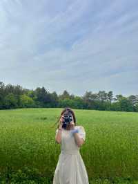 청보리밭에서 폴라로이드를 찍을 수 있는 경주여행🍃💚