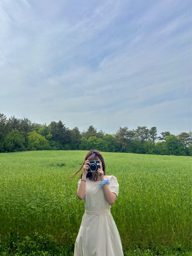 청보리밭에서 폴라로이드를 찍을 수 있는 경주여행🍃💚