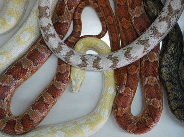 沖繩世界：毒蛇博物館的奧秘