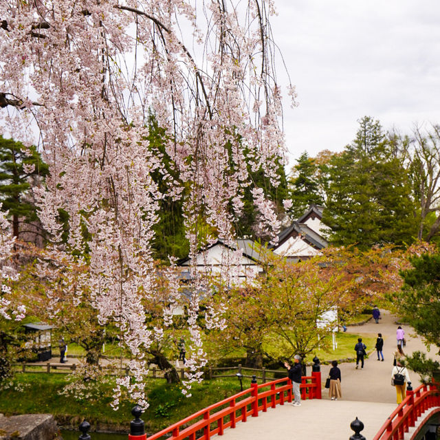 【青森】東北随一の桜スポット！弘前公園