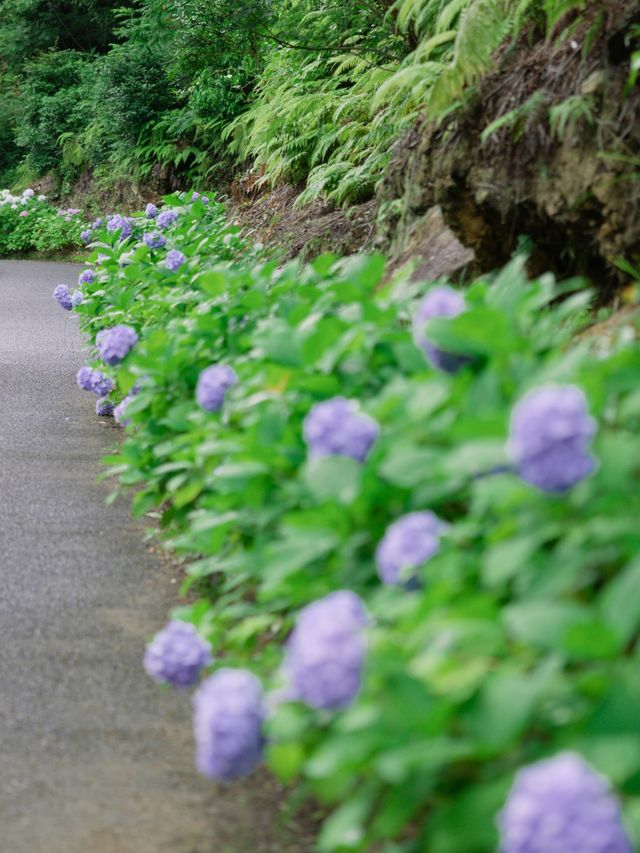 【熊本】梅雨の時期にキレイな花を見るならここ！