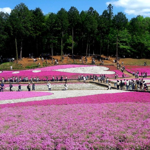 Chichibu Shibazakura ชิบะ ซากุระ สวยงามหวานละมุน