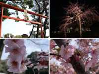 【日本廣島景點】縮景園之三：除了日櫻🌸還有限定活動：夜櫻🌸被夜櫻埋沒的縮景園更令人陶醉🌸