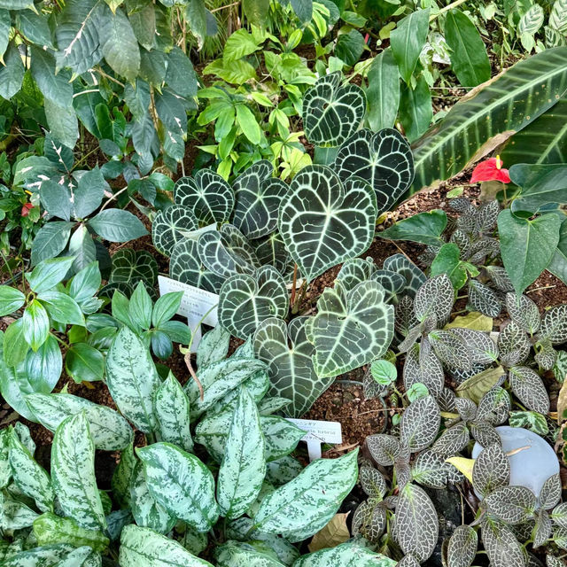 「沖繩東南植物樂園：珍稀植物，科普教育，豐富遊園體驗」