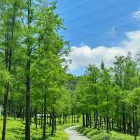 ```東湖公園～適合放鬆的綠色勝地```