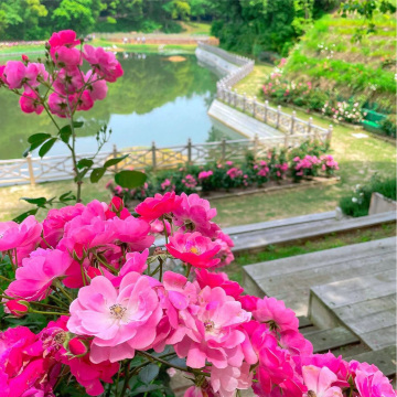 福岡観光】大学構内にあるローズガーデン | Trip.com 太宰府市