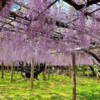 【福岡観光】藤の花のアーチが圧巻