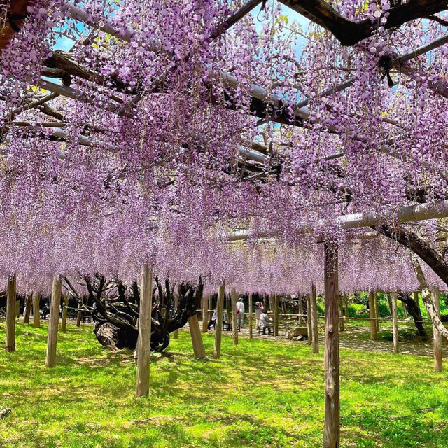 【福岡観光】藤の花のアーチが圧巻