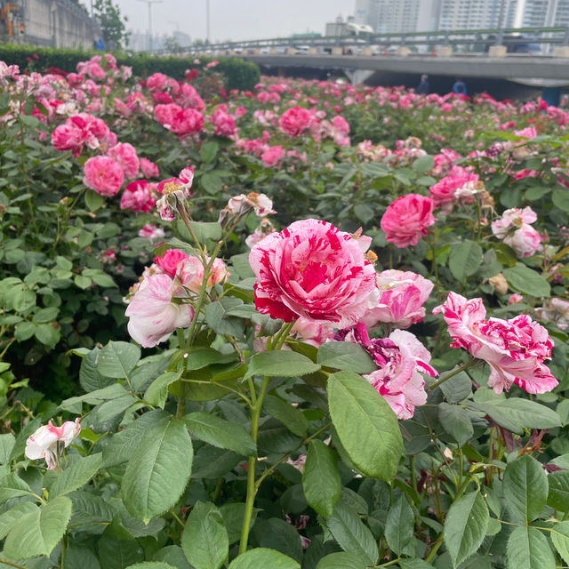 Rose season in Seoul