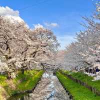 「荒子川公園：春日賞櫻，感受日本傳統元素」